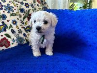 Scoby vel Theo - 5 tygodni